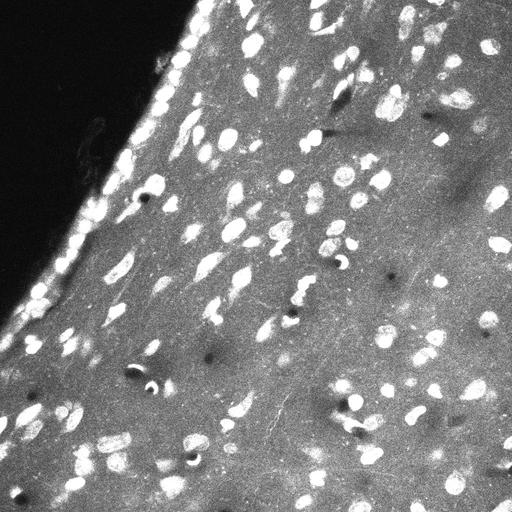  NCBI Organism:Mus musculus, ; Cell Types:, ; Cell Components:;