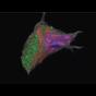 CIL_50514; NCBI Organism:Homo sapiens, ; Cell Components:nucleus, nucleolus, plasma membrane, Golgi apparatus part, ;