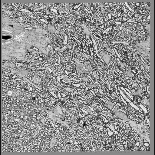  NCBI Organism:Mus musculus, ; Cell Types:, , ;