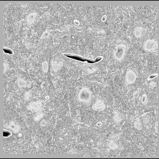  NCBI Organism:Mus musculus, ; Cell Types:, , ;