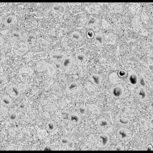  NCBI Organism:Mus musculus, ; Cell Types:, , ;