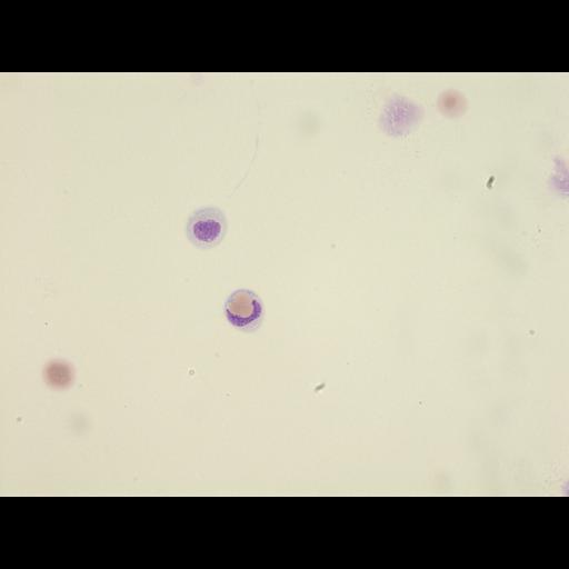  NCBI Organism:Homo sapiens, ; Cell Types:monocyte, erythrocyte; Cell Components:; Biological process:;