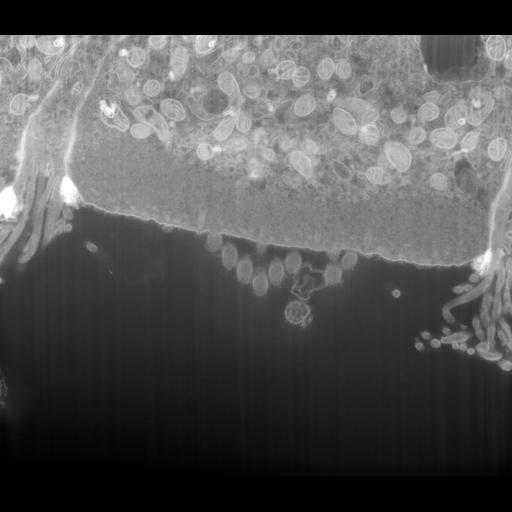  NCBI Organism:Mus musculus, ; Cell Types:; Cell Components:, , , ; Biological process:;