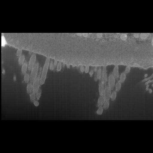  NCBI Organism:Mus musculus, ; Cell Types:; Cell Components:, , , ; Biological process:;