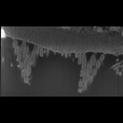  NCBI Organism:Mus musculus, ; Cell Types:; Cell Components:, , , ; Biological process:;