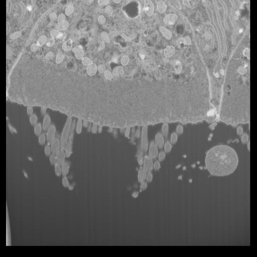  NCBI Organism:Mus musculus, ; Cell Types:; Cell Components:, , , ; Biological process:;