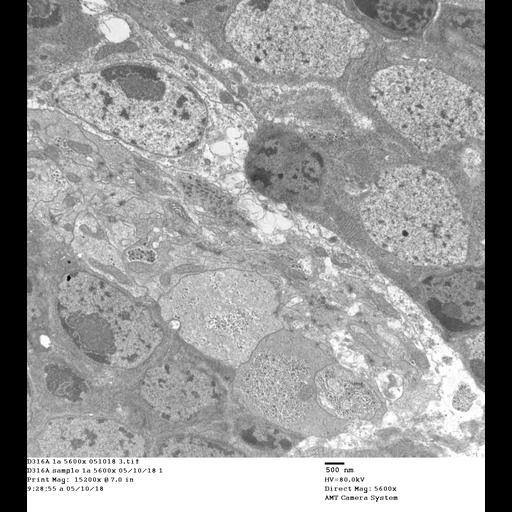  NCBI Organism:Drosophila melanogaster, , ;