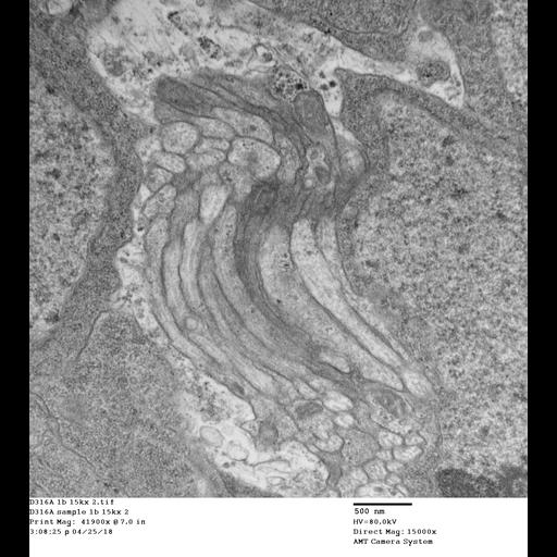  NCBI Organism:Drosophila melanogaster, , ;