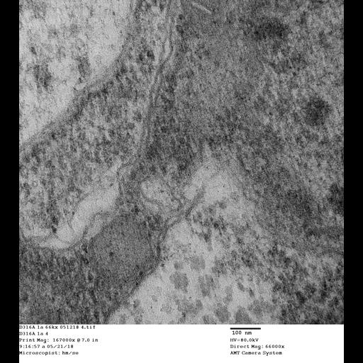  NCBI Organism:Drosophila melanogaster, , ;