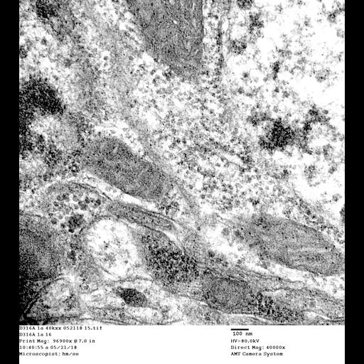  NCBI Organism:Drosophila melanogaster, , ;