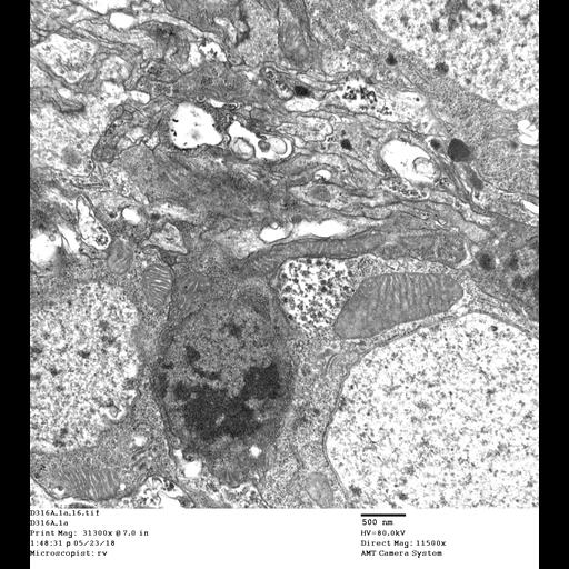  NCBI Organism:Drosophila melanogaster, , ;