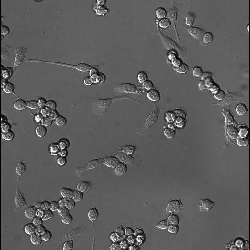  NCBI Organism:Homo sapiens, ; Biological process:;