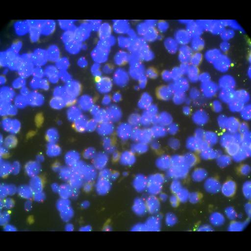  NCBI Organism:Homo sapiens, ; Cell Types:; Cell Components:; Biological process:;