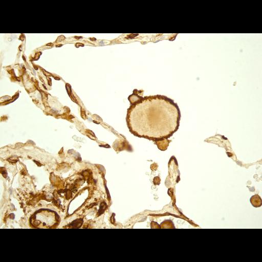  NCBI Organism:Homo sapiens, , ; Cell Types:; Cell Components:, ;