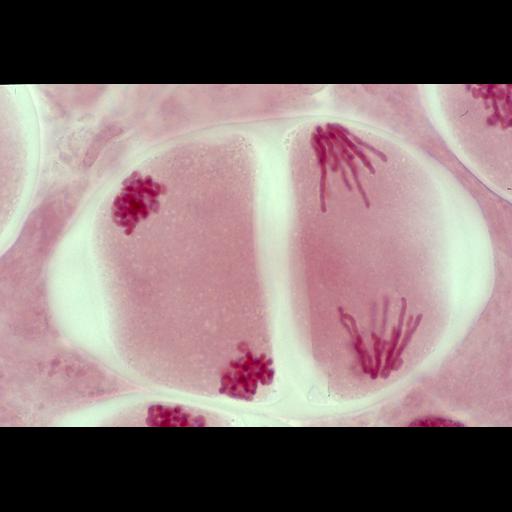  NCBI Organism:Lilium longiflorum, ; Cell Types:; Cell Components:nucleus; Biological process:meiosis;
