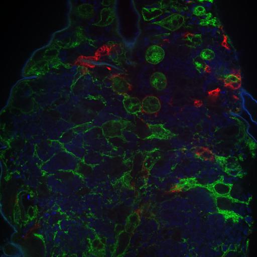  NCBI Organism:Drosophila melanogaster, ; Cell Types:, , ; Cell Components:, , ; Biological process:;