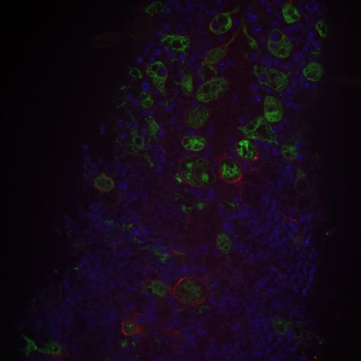  NCBI Organism:Drosophila melanogaster, ; Cell Types:, , ; Cell Components:, , ; Biological process:;