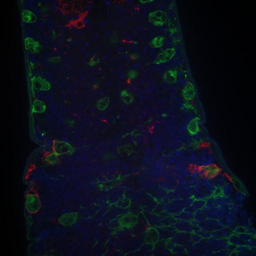  NCBI Organism:Drosophila melanogaster, ; Cell Types:, , ; Cell Components:, , ; Biological process:;