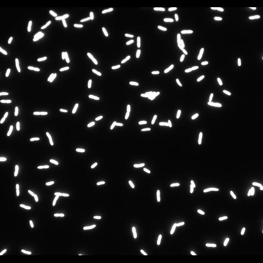  NCBI Organism:, ; Cell Types:; Cell Components:;