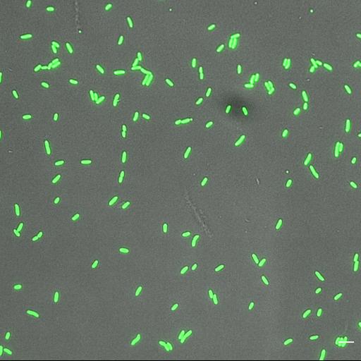  NCBI Organism:, ; Cell Types:; Cell Components:;