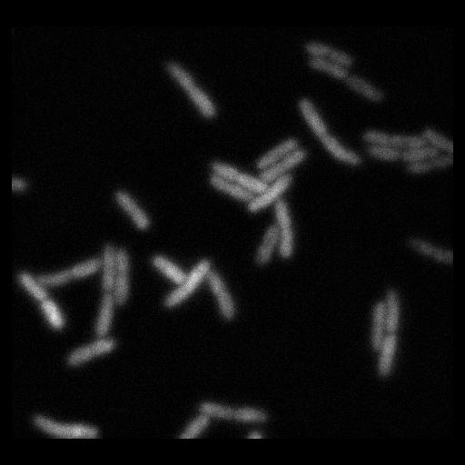  NCBI Organism:, ; Cell Types:; Cell Components:;