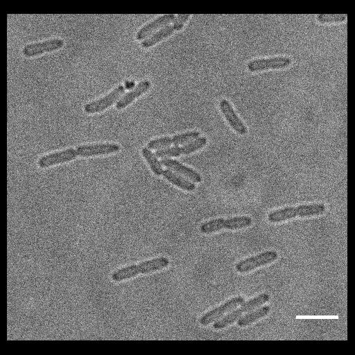  NCBI Organism:, ; Cell Types:; Cell Components:;