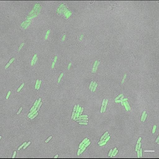  NCBI Organism:, ; Cell Types:; Cell Components:;