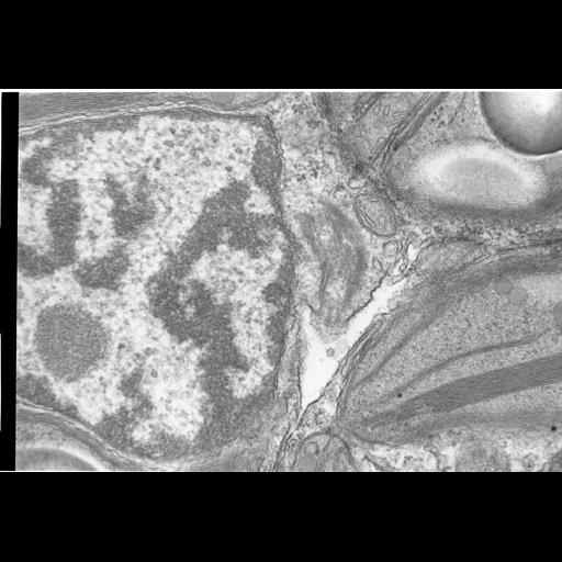  Cell Types:gamete Cell Components:nucleus, chloroplast, plastid thylakoid membrane, chloroplast starch grain; Biological process:gamete generation