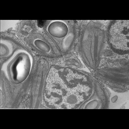  Cell Types:gamete Cell Components:nucleus, chloroplast, plastid thylakoid membrane, chloroplast starch grain; Biological process:gamete generation