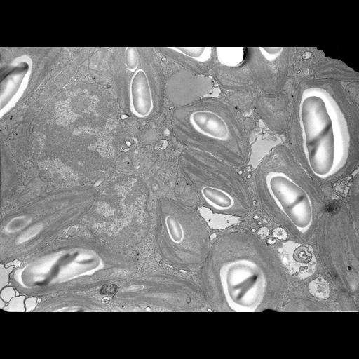  Cell Types:gamete Cell Components:nucleus, chloroplast, plastid thylakoid membrane, chloroplast starch grain; Biological process:gamete generation