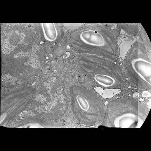  Cell Types:gamete Cell Components:nucleus, chloroplast, plastid thylakoid membrane, chloroplast starch grain, centriole; Biological process:gamete generation