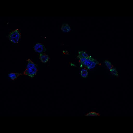  NCBI Organism:Homo sapiens, ; Cell Types:; Cell Components:nucleus, cytoplasm, plasma membrane;