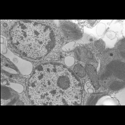  Cell Types:gamete Cell Components:nucleus, chloroplast, plastid thylakoid membrane, chloroplast starch grain; Biological process:gamete generation