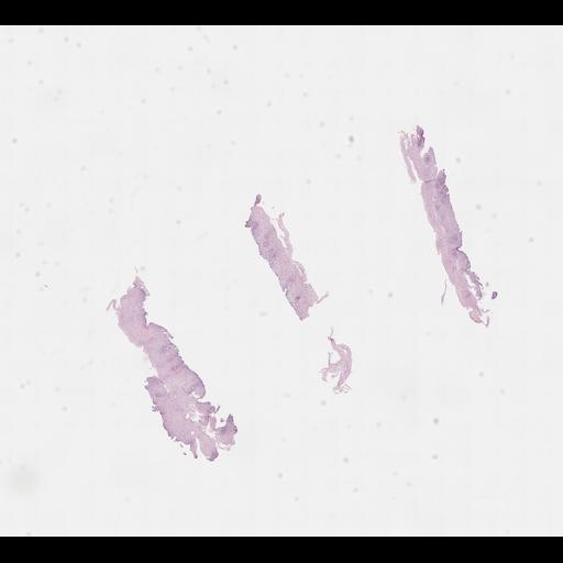  NCBI Organism:Homo sapiens, ; Biological process:;