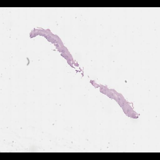  NCBI Organism:Homo sapiens, ; Biological process:;