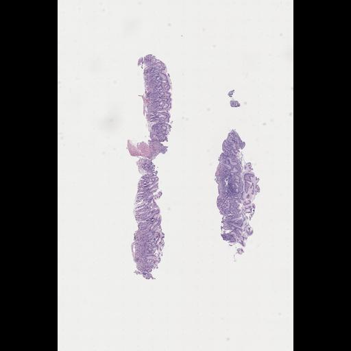  NCBI Organism:Homo sapiens, ; Biological process:;