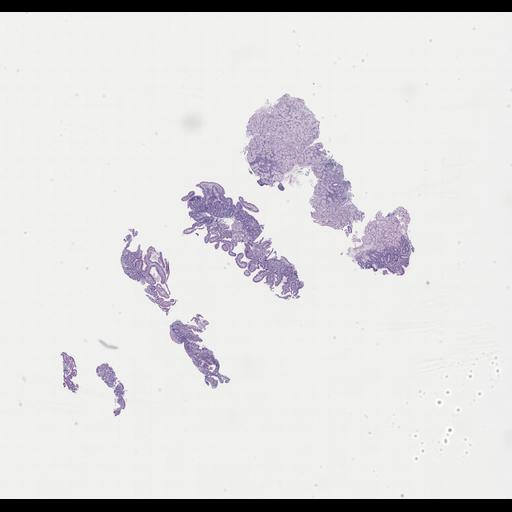  NCBI Organism:Homo sapiens, ; Biological process:;