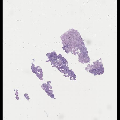  NCBI Organism:Homo sapiens, ; Biological process:;