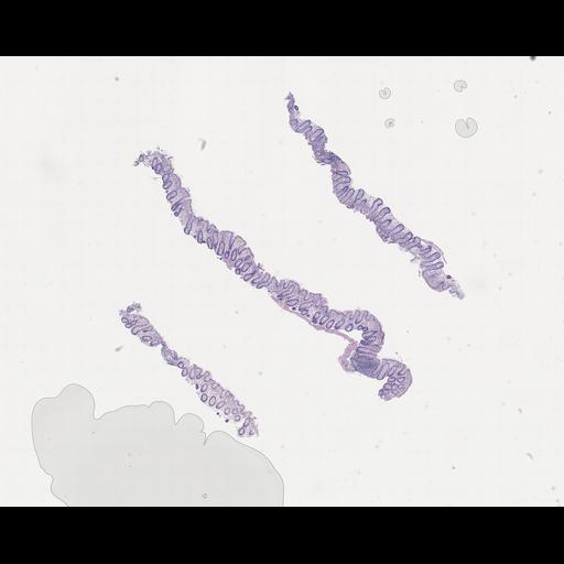  NCBI Organism:Homo sapiens, ; Biological process:;