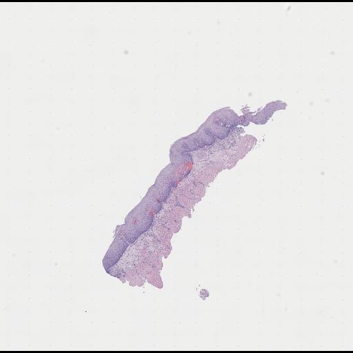  NCBI Organism:Homo sapiens, ; Biological process:;