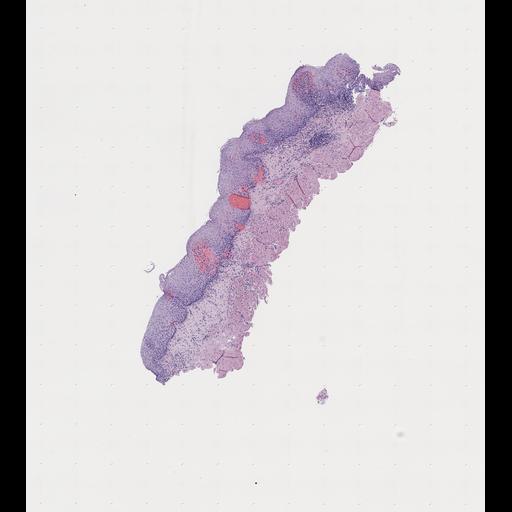  NCBI Organism:Homo sapiens, ; Biological process:;