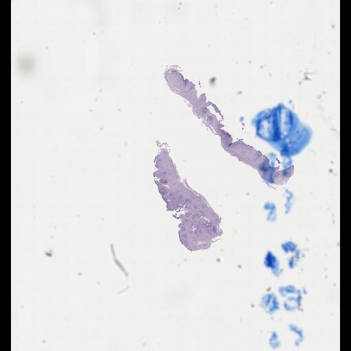  NCBI Organism:Homo sapiens, ; Biological process:;