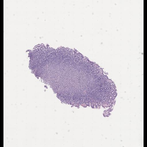  NCBI Organism:Homo sapiens, ; Biological process:;