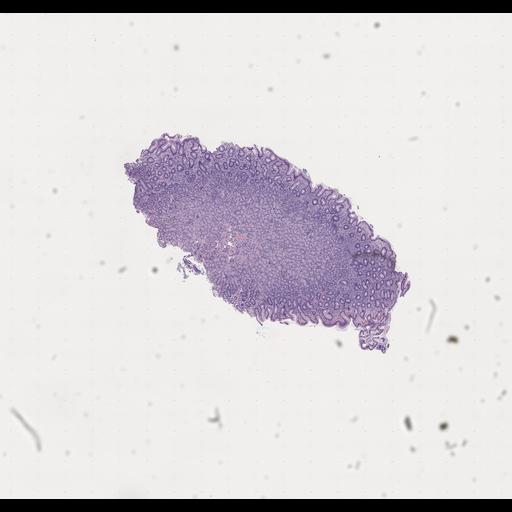  NCBI Organism:Homo sapiens, ; Biological process:;