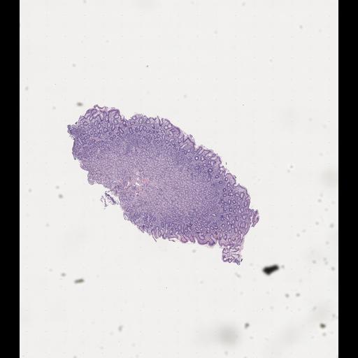  NCBI Organism:Homo sapiens, ; Biological process:;