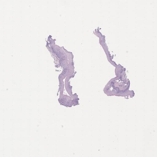  NCBI Organism:Homo sapiens, ; Biological process:;