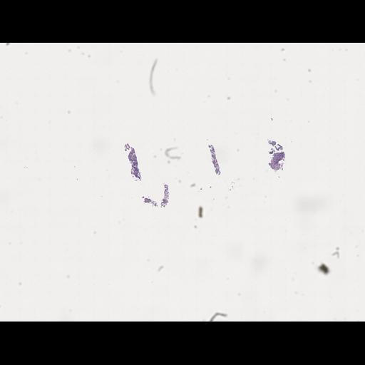  NCBI Organism:Homo sapiens, ; Biological process:;