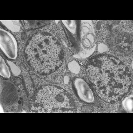  Cell Types:gamete Cell Components:nucleus, chloroplast, plastid thylakoid membrane, chloroplast starch grain; Biological process:gamete generation