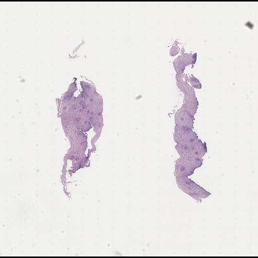  NCBI Organism:Homo sapiens, ; Biological process:;