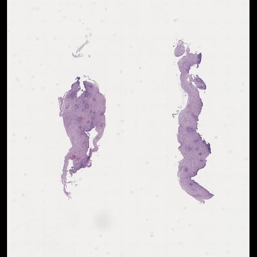  NCBI Organism:Homo sapiens, ; Biological process:;